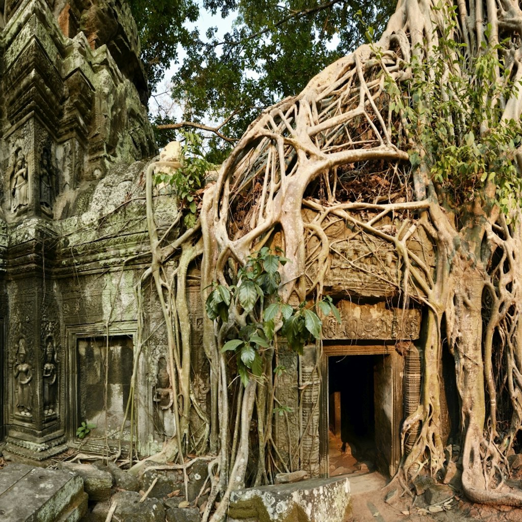 Cambodia, Siem Reap, Angkor Wat Temples complex, Tangle of roots of overgrowing ruins of Ta Prohm Temple, Khmer Empire, UNESCO World Heritage site.The famous tree growing in the Ta Prohm temple ruins in Cambodia is Tetrameles nudiflora.