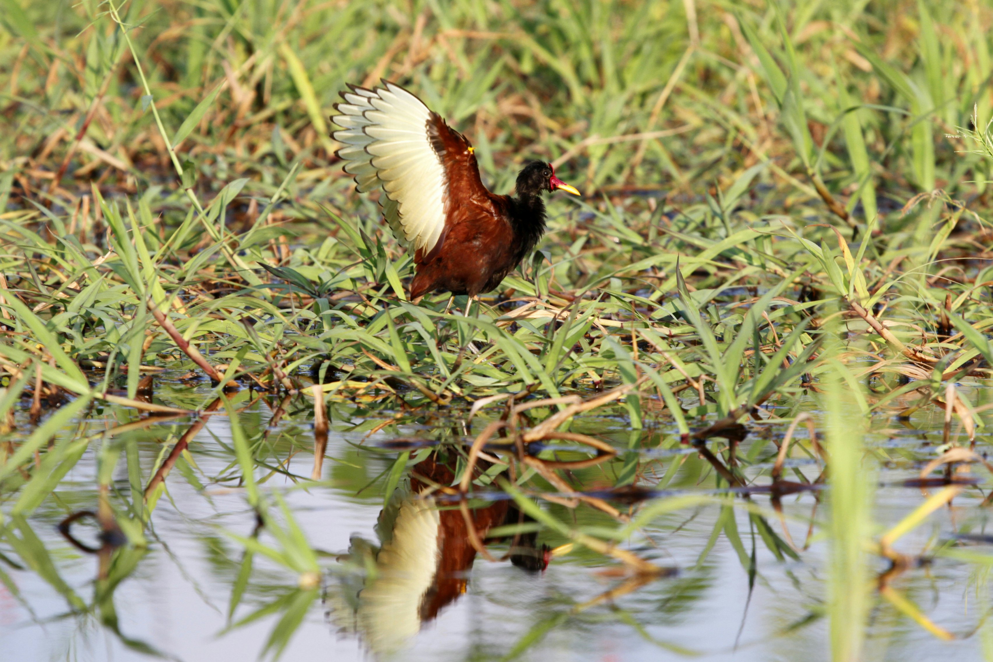 Lago Maicá
