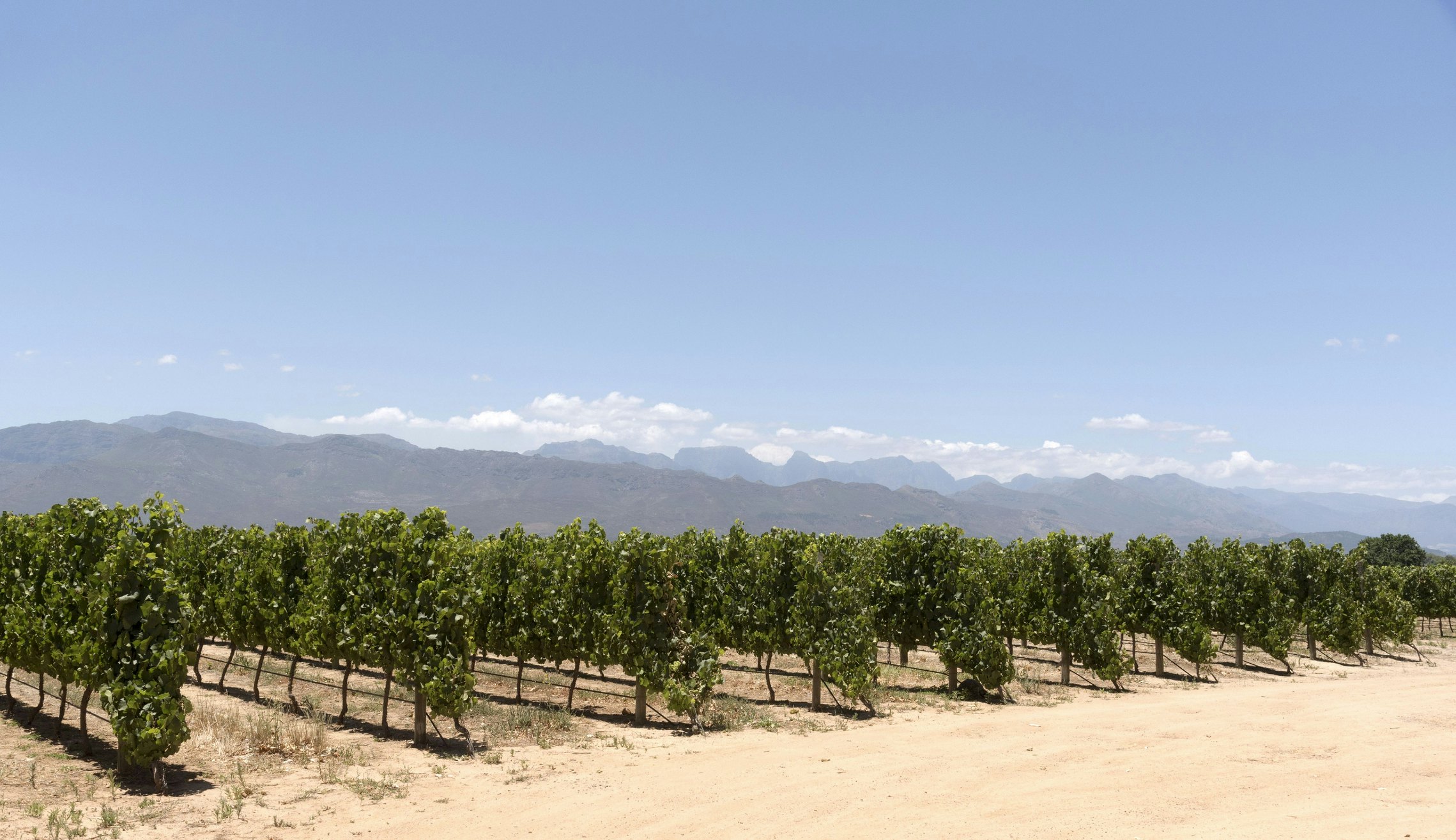 Simondium near Paarl Western Cape South Africa, Vineyard of the Babylonstoren wine estate.