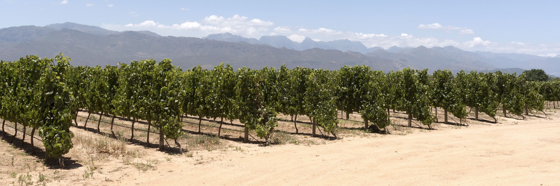 Simondium near Paarl Western Cape South Africa, Vineyard of the Babylonstoren wine estate.