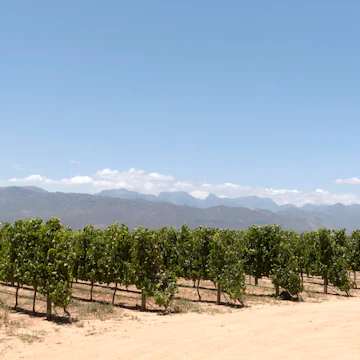 Simondium near Paarl Western Cape South Africa, Vineyard of the Babylonstoren wine estate.