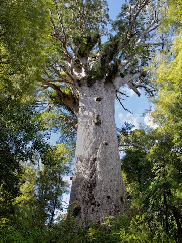 Wide angle of T?ne Mahuta, the giant kauri tree in the Waipoua Forest of Northland Region, New Zealand