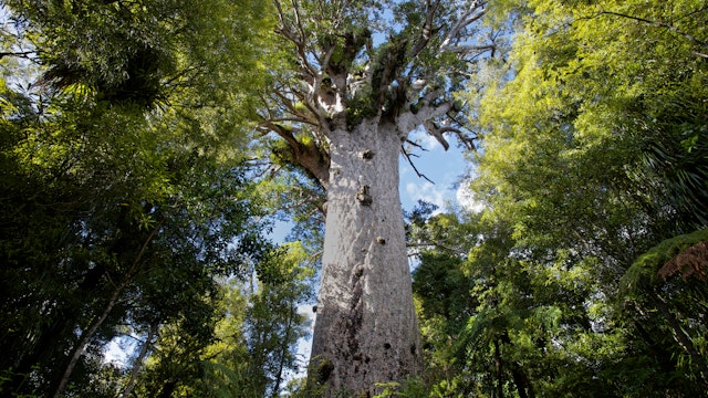 Wide angle of T?ne Mahuta, the giant kauri tree in the Waipoua Forest of Northland Region, New Zealand