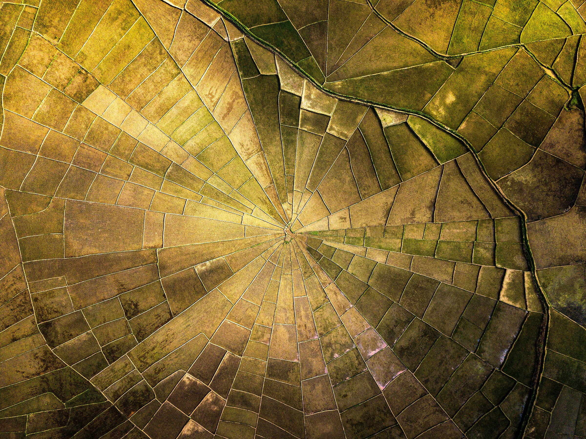 Spider Web Rice Fields