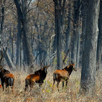 Nkhotakota Wildlife Reserve