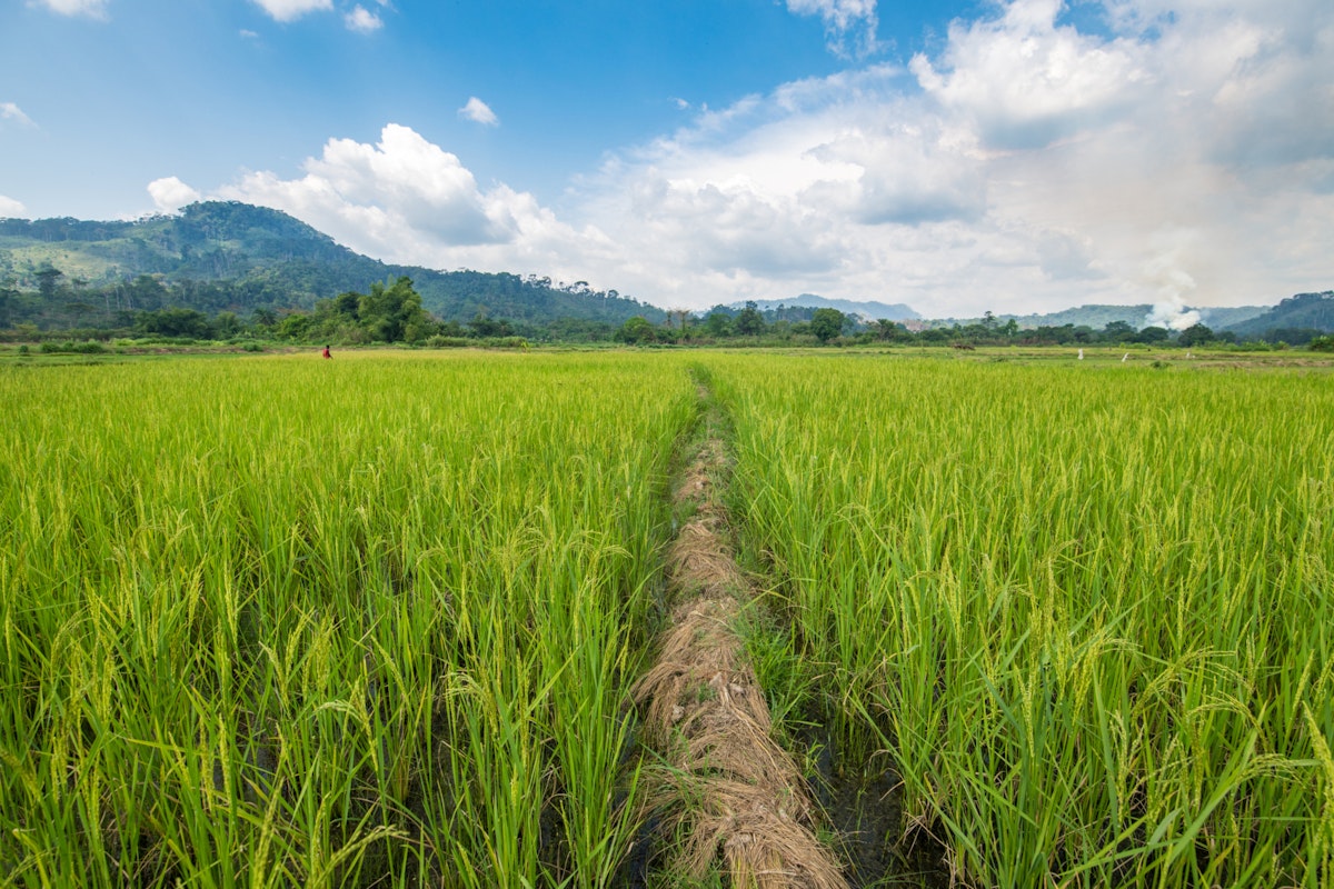 A foot path cuts through an African rice (Oryza glaberrima) field, Gbedin village, Nimba County, Liberia. (Photo by: Edwin Remsberg/VWPics/Universal Images Group via Getty Images)