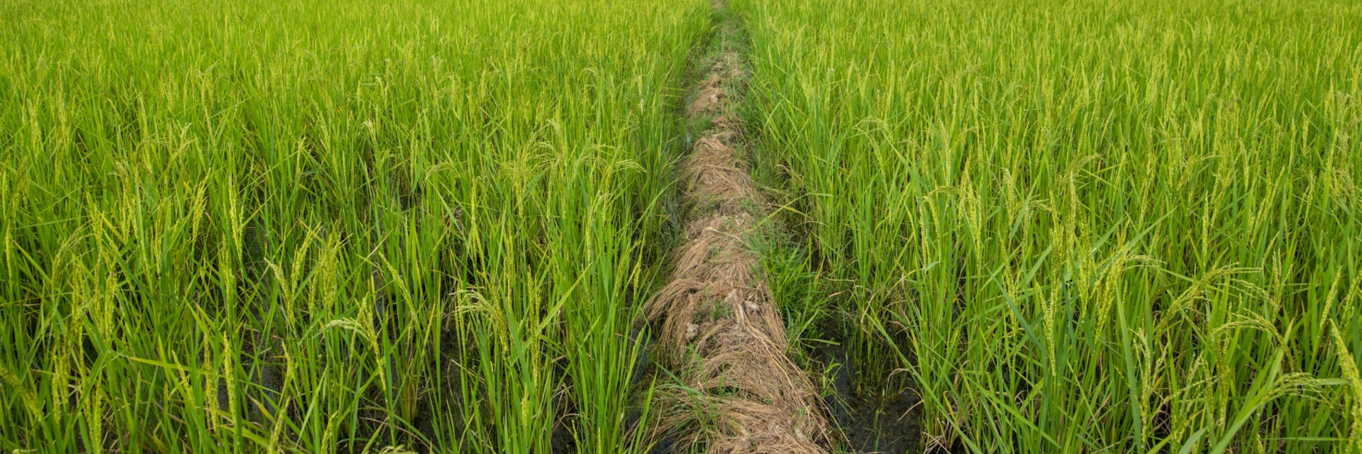 A foot path cuts through an African rice (Oryza glaberrima) field, Gbedin village, Nimba County, Liberia. (Photo by: Edwin Remsberg/VWPics/Universal Images Group via Getty Images)