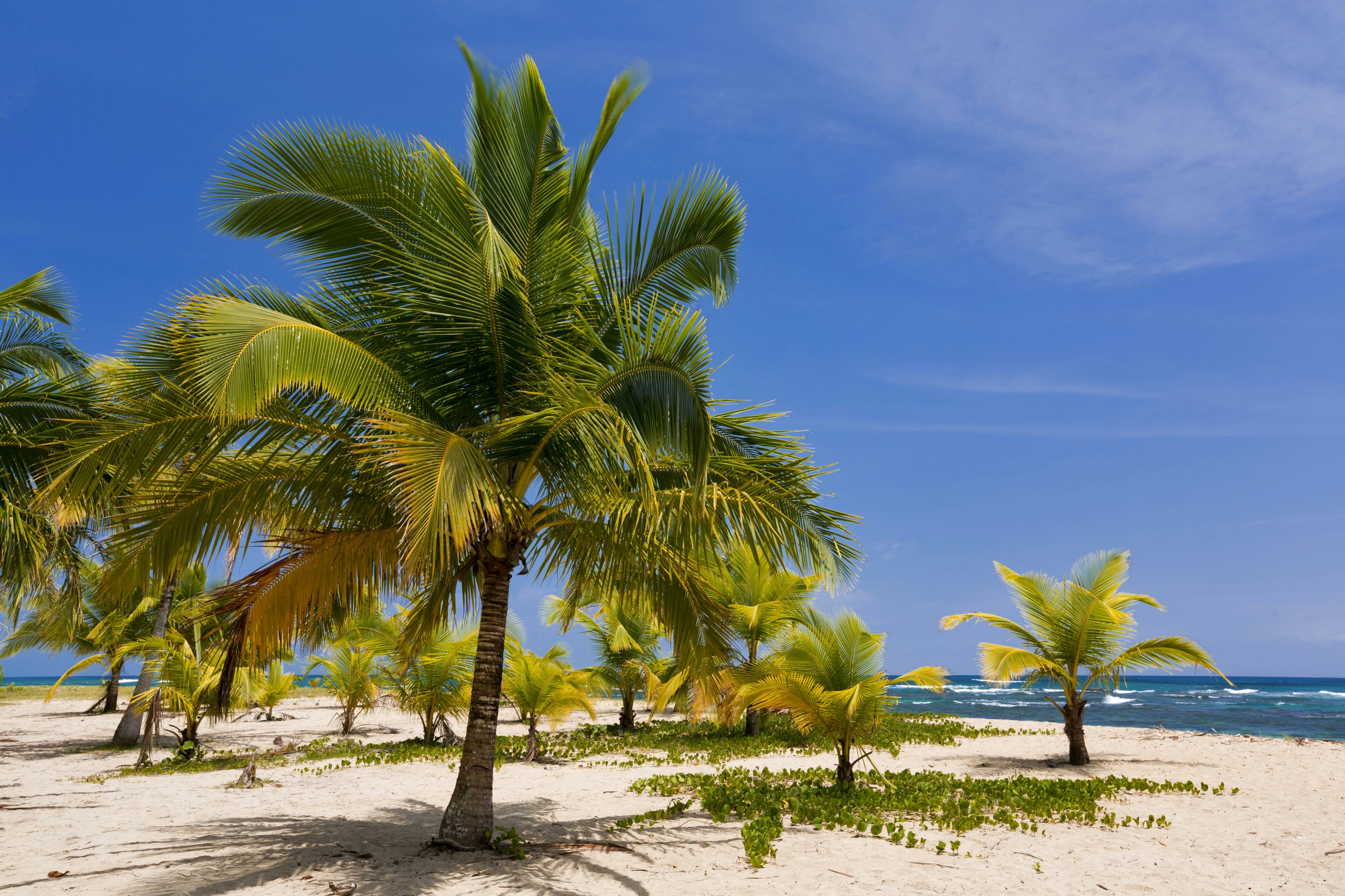 Costa Rica, Limon Province, Caribbean coast, Gandoca-Manzanillo national wildlife refuge, Puerto Viejo de Talamanca, Playa Punta Uva beach