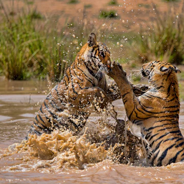 Bandhavgarh Tiger Reserve