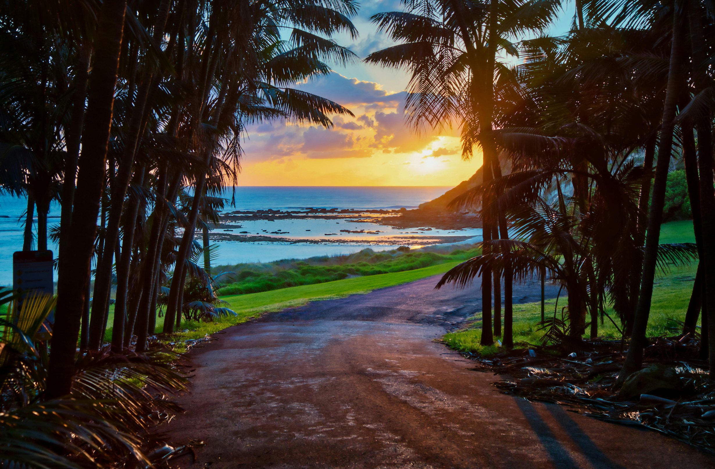 Sunrise sun streams through palm trees on the road to Ned's Beach,Lord Howe Island,New South Wales,Australia