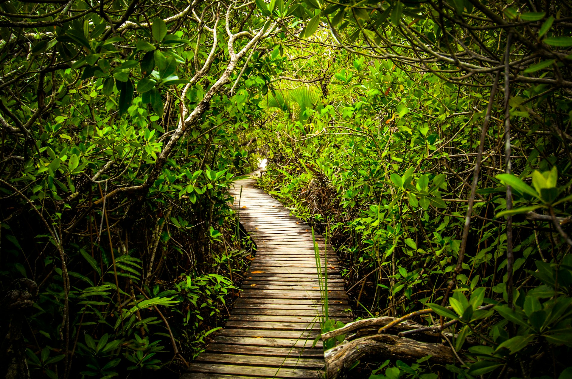 Boardwalk through mangroves in Lucayan National Park, Bahamas.