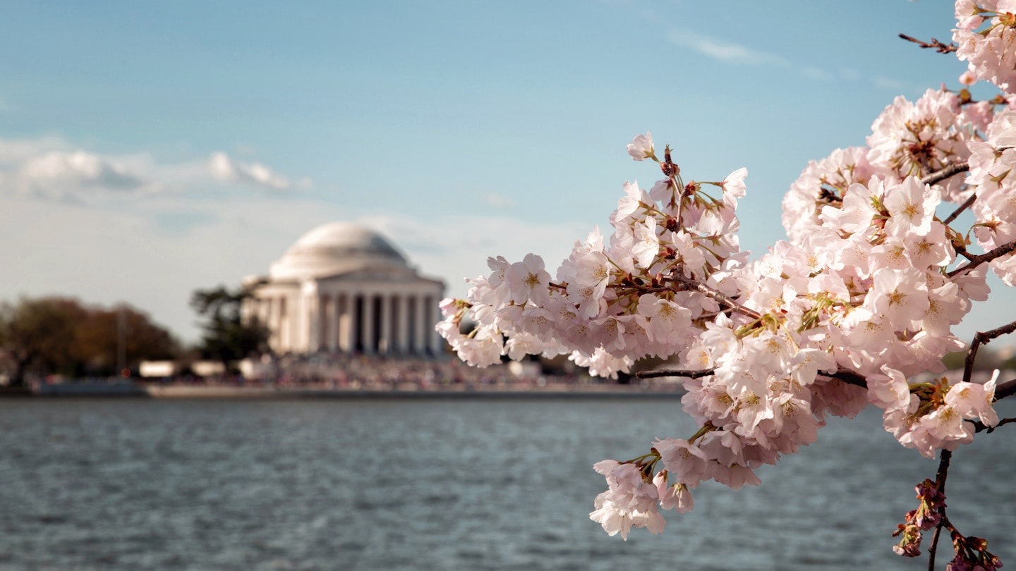 Cherry blossoms blooming in Washington DC.