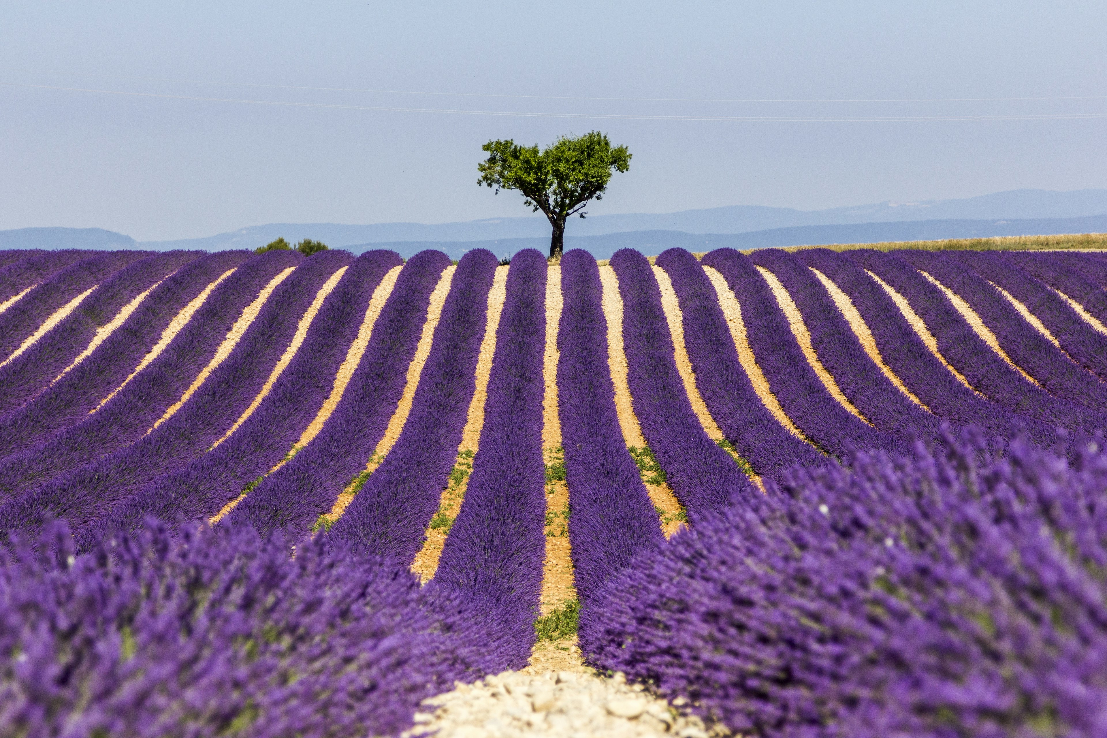 lavender fields provence