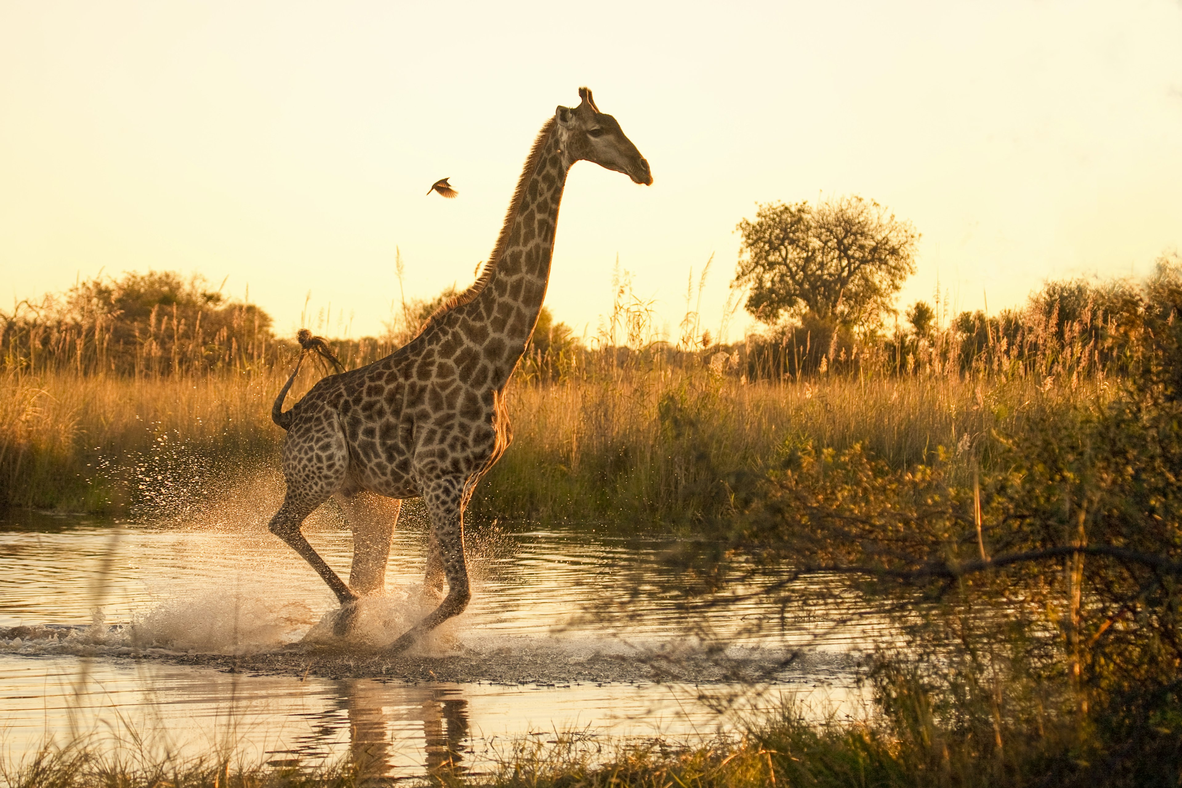A Giraffe (Giraffa camelopardalis) running across a flooded area in the Moremi Game Reserve, with a small oxpecker flying nearby..