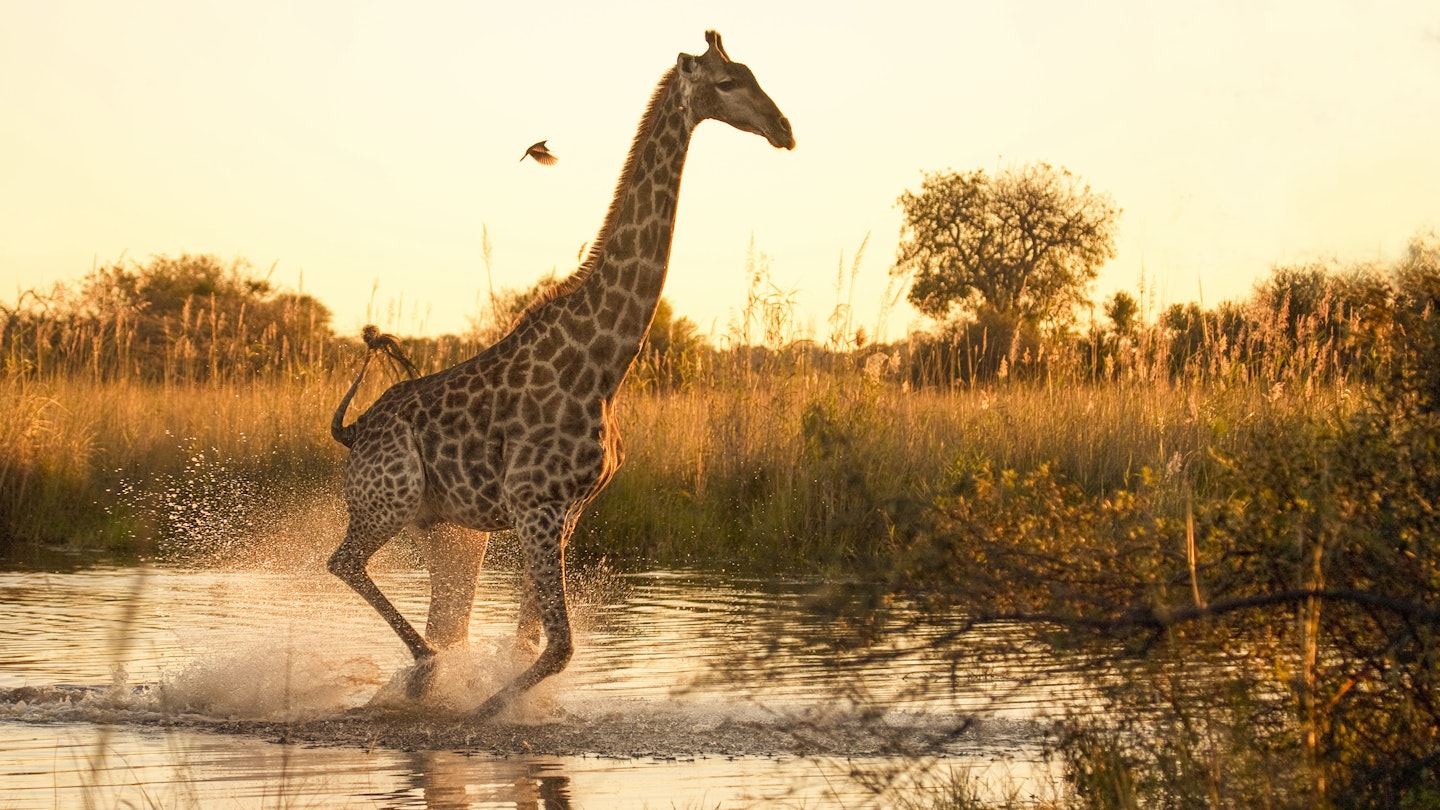 A Giraffe (Giraffa camelopardalis) running across a flooded area in the Moremi Game Reserve, with a small oxpecker flying nearby..