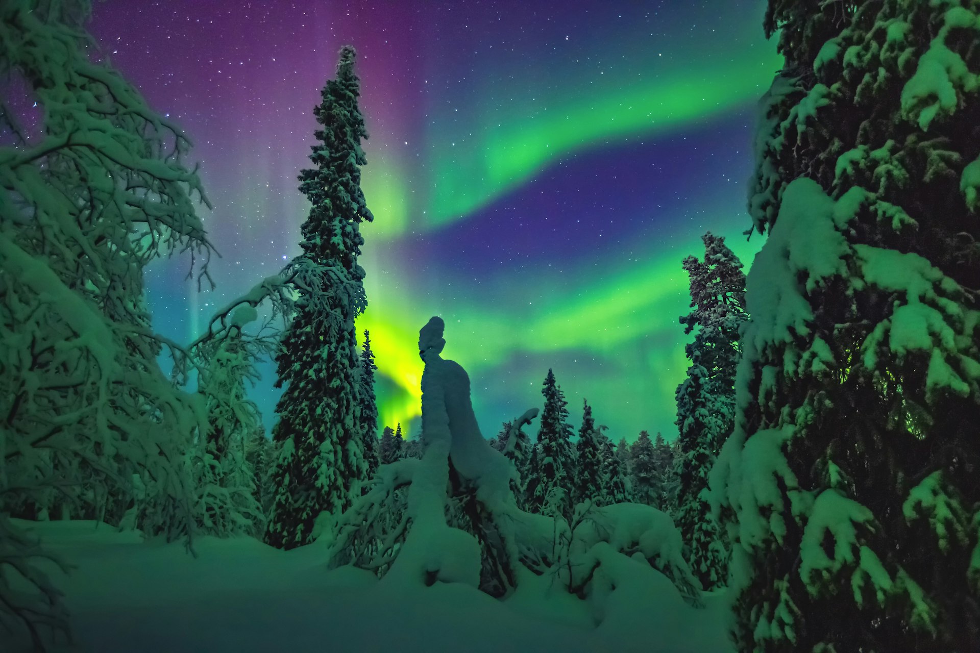 Beautiful northern lights swirl over snow-covered trees. 