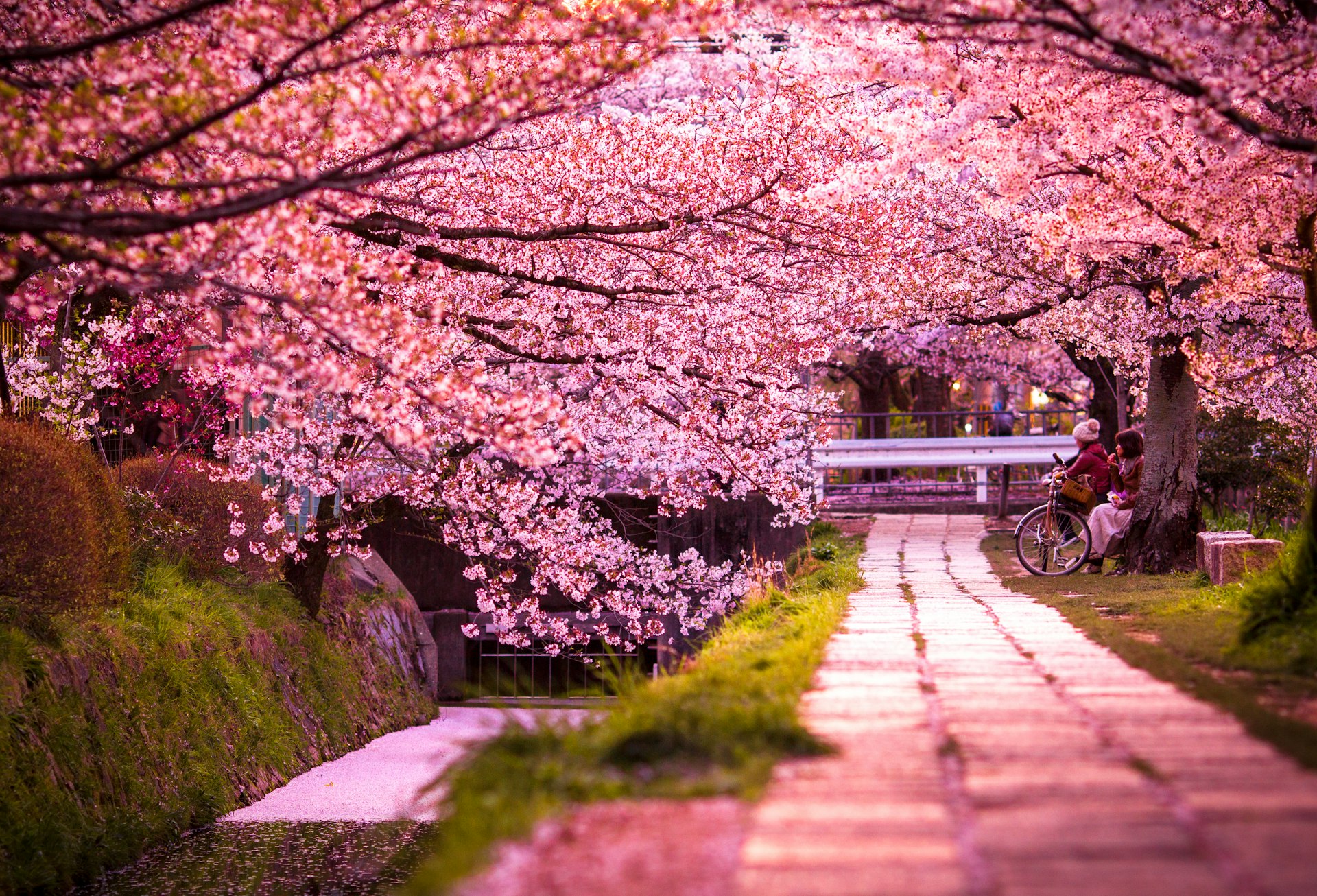 Pathway lined with pink cherry blossom. People sit on a bench admiring the bloom