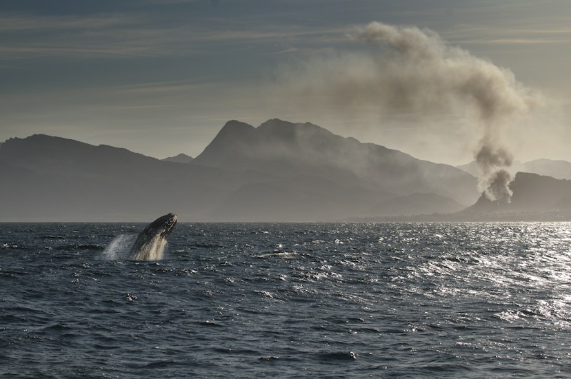A Southern Right Whale breaches suddenly whilst a fire of unknown origin smokes in the distance.