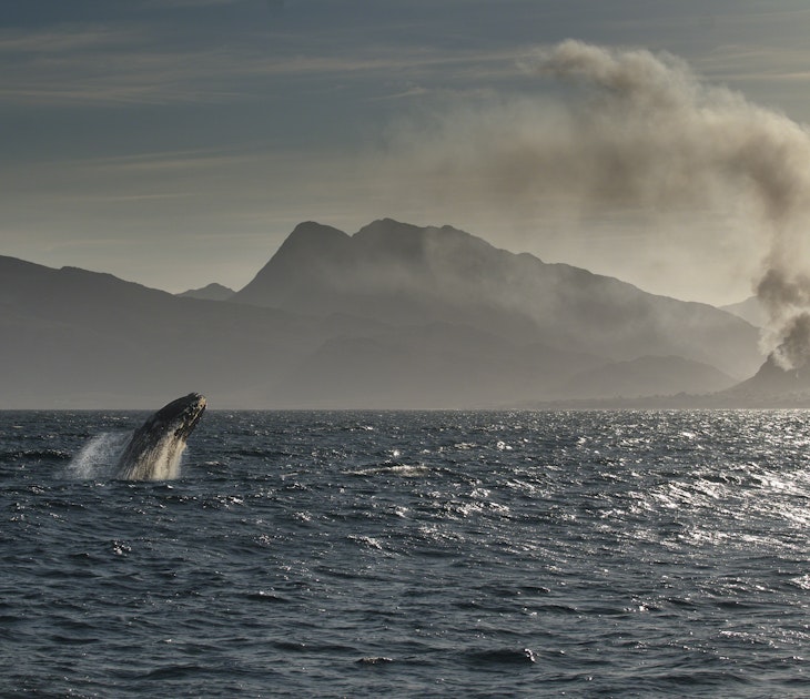 A Southern Right Whale breaches suddenly whilst a fire of unknown origin smokes in the distance.