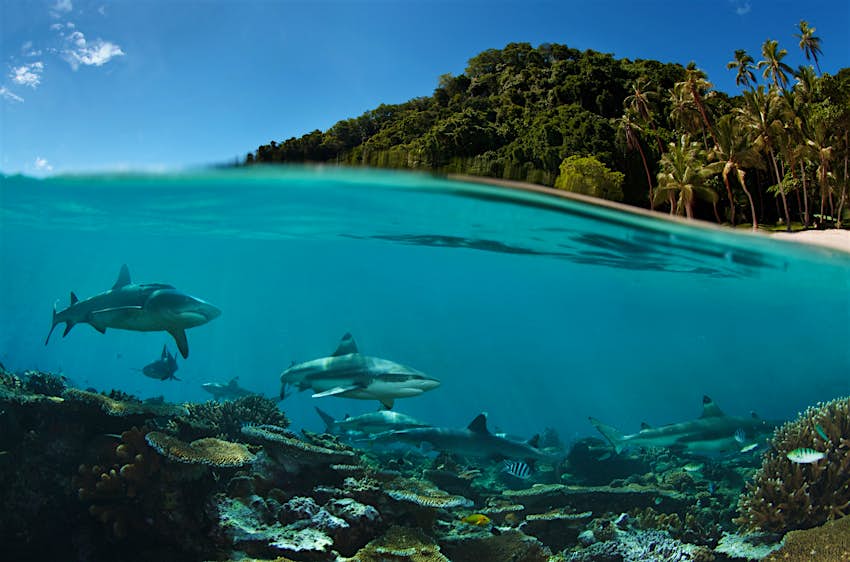 Half-abovewater, half-underwater photo of sharks swimming by a beach in Fiji
