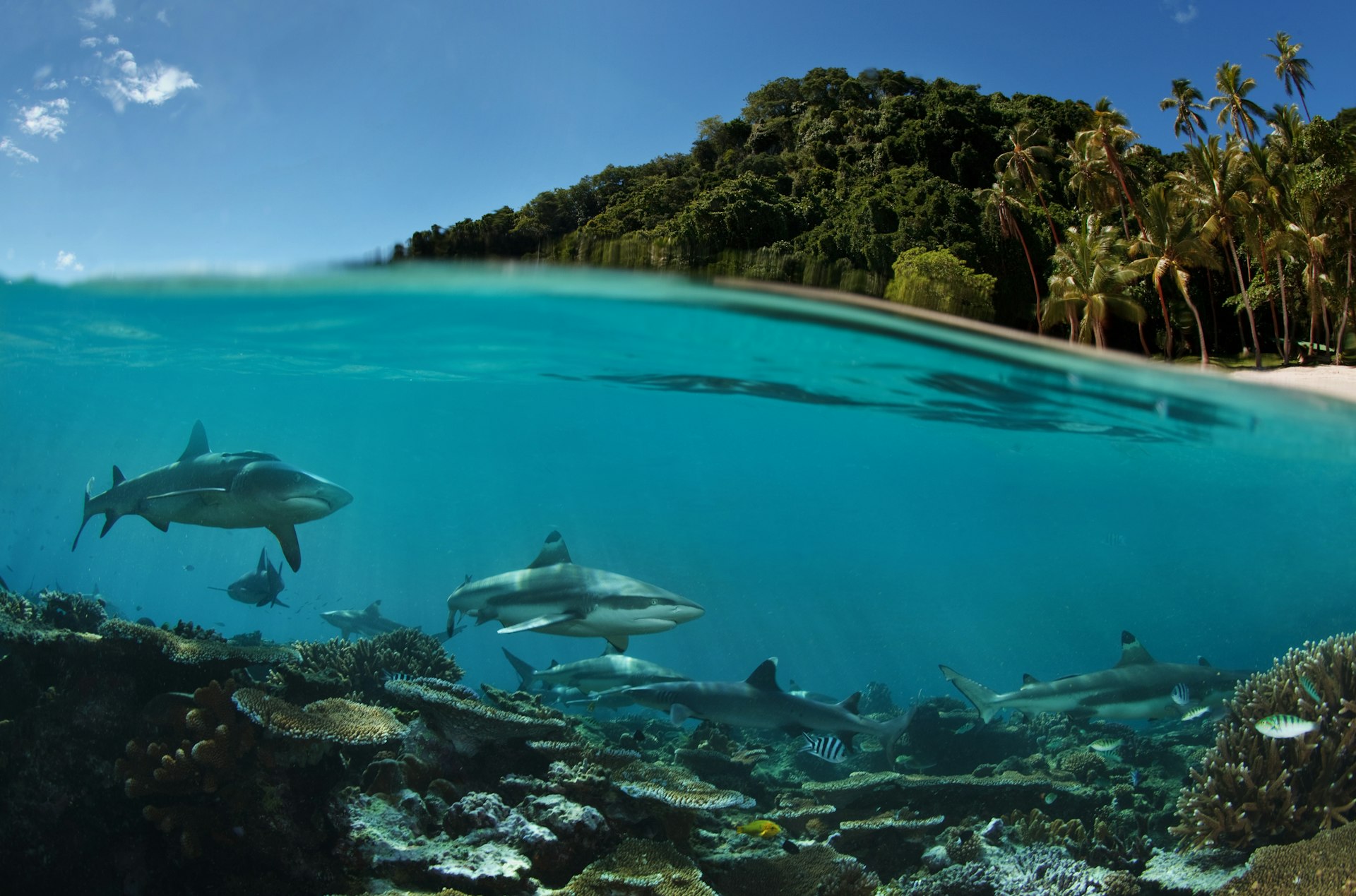 Half-abovewater, half-underwater photo of sharks swimming by a beach in Fiji