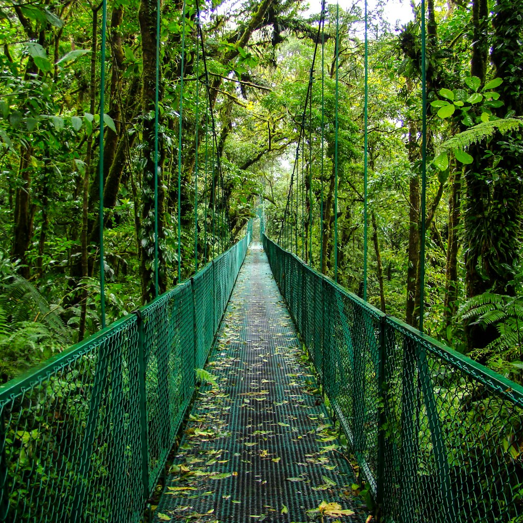 Footbridge in forest, Monteverde, Costa Rica