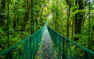 Footbridge in forest, Monteverde, Costa Rica