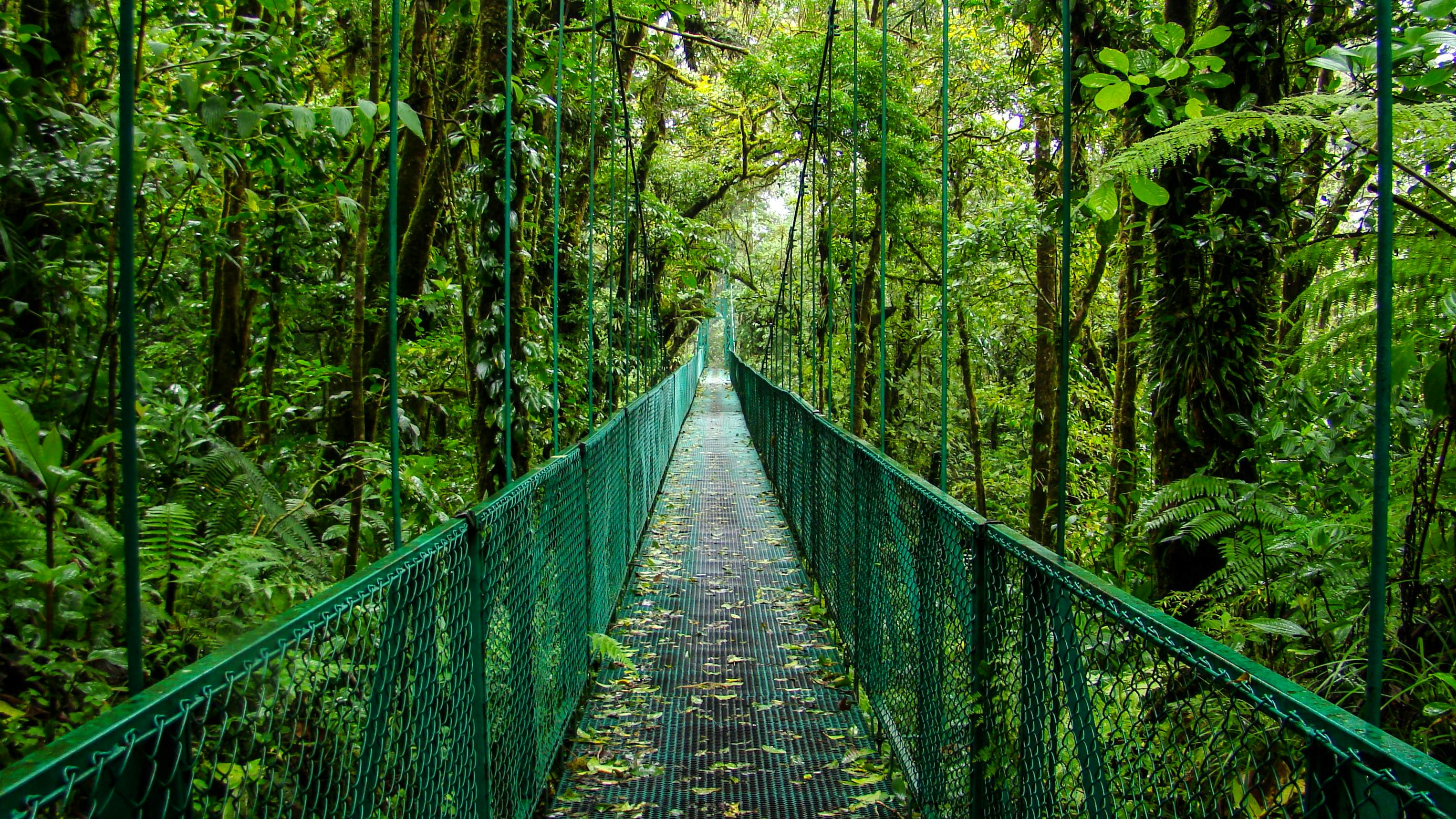 Footbridge in forest, Monteverde, Costa Rica
