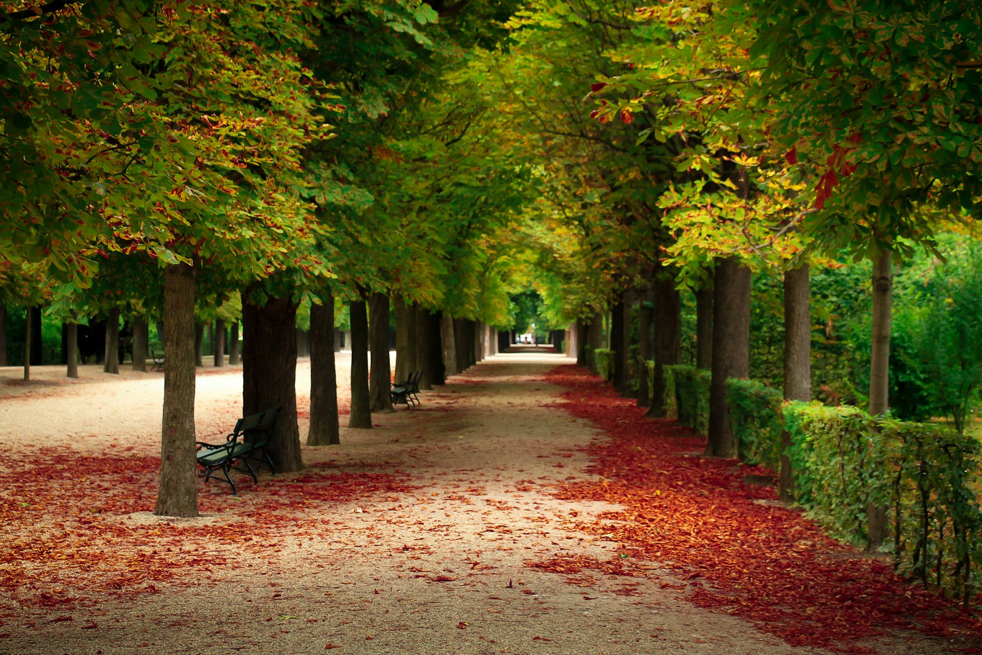 Trees over a leafy sidewalk without people