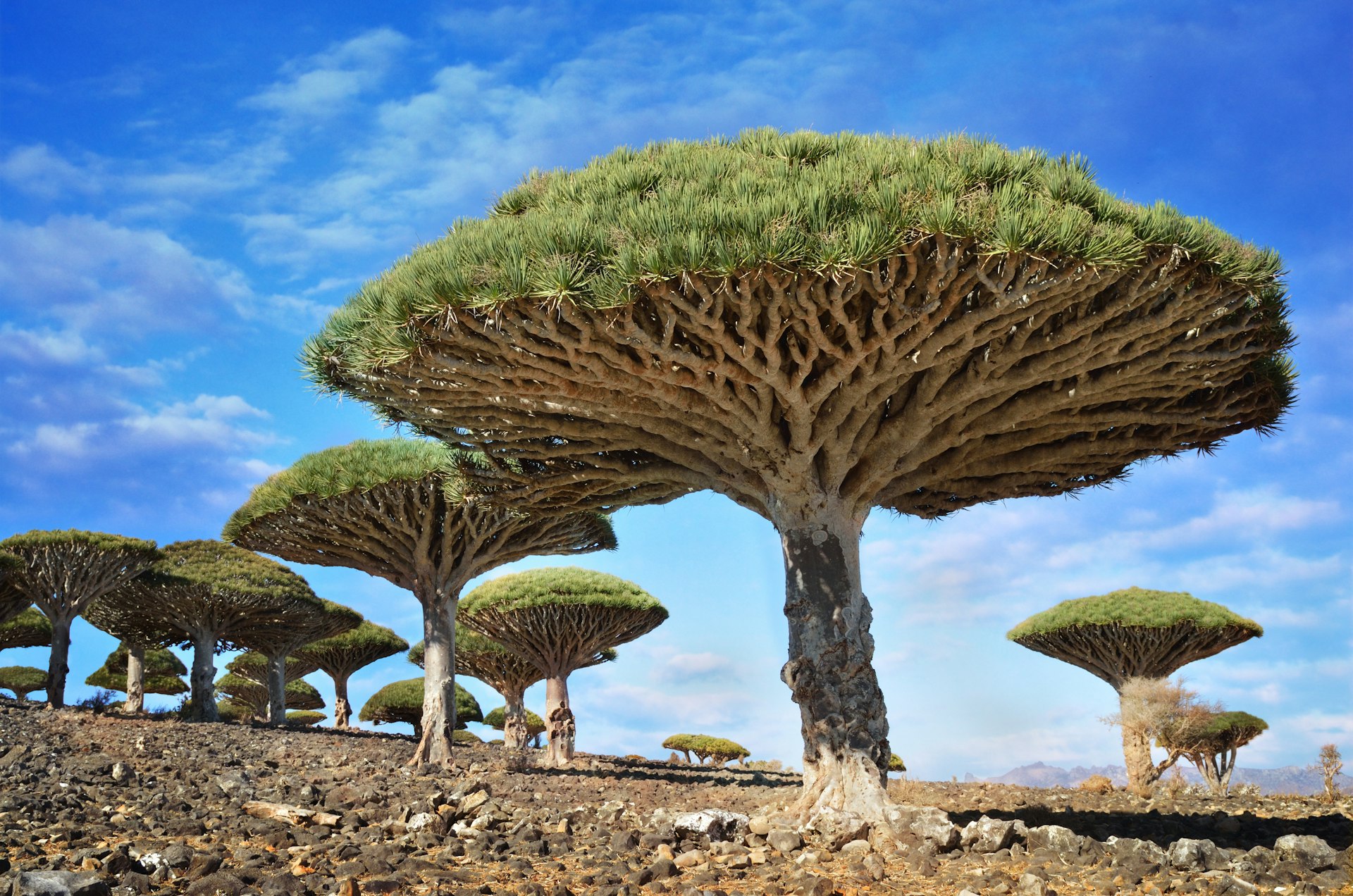 Dragonblood trees on Socotra Island, Yemen