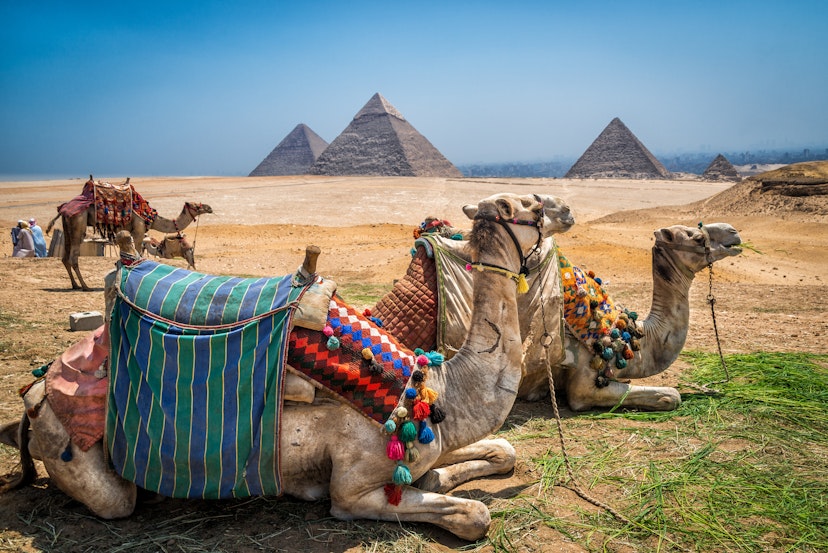 Camels wait for tourists near the great pyramids of Egypt.