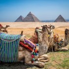 Camels wait for tourists near the great pyramids of Egypt.