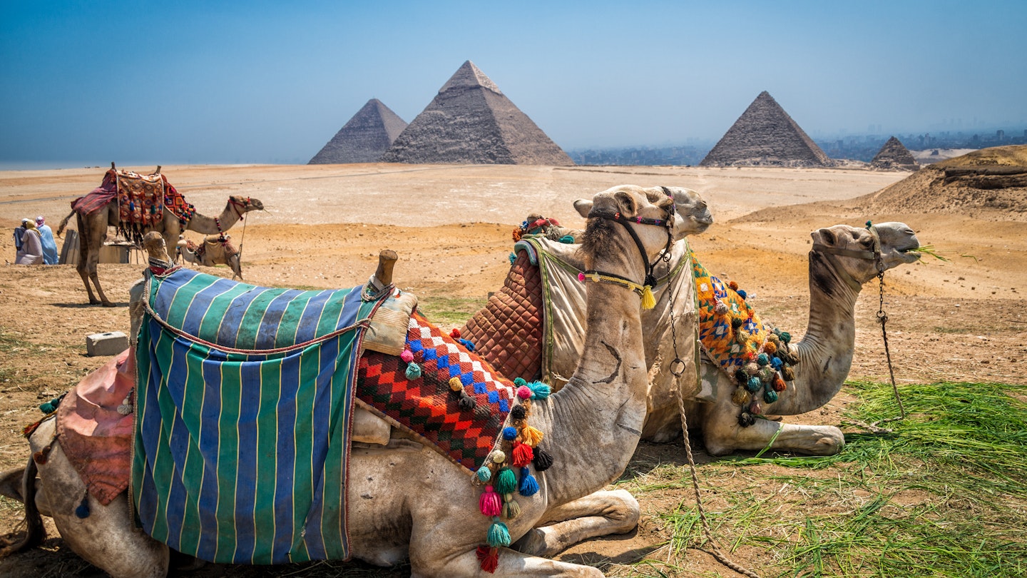Camels wait for tourists near the great pyramids of Egypt.
