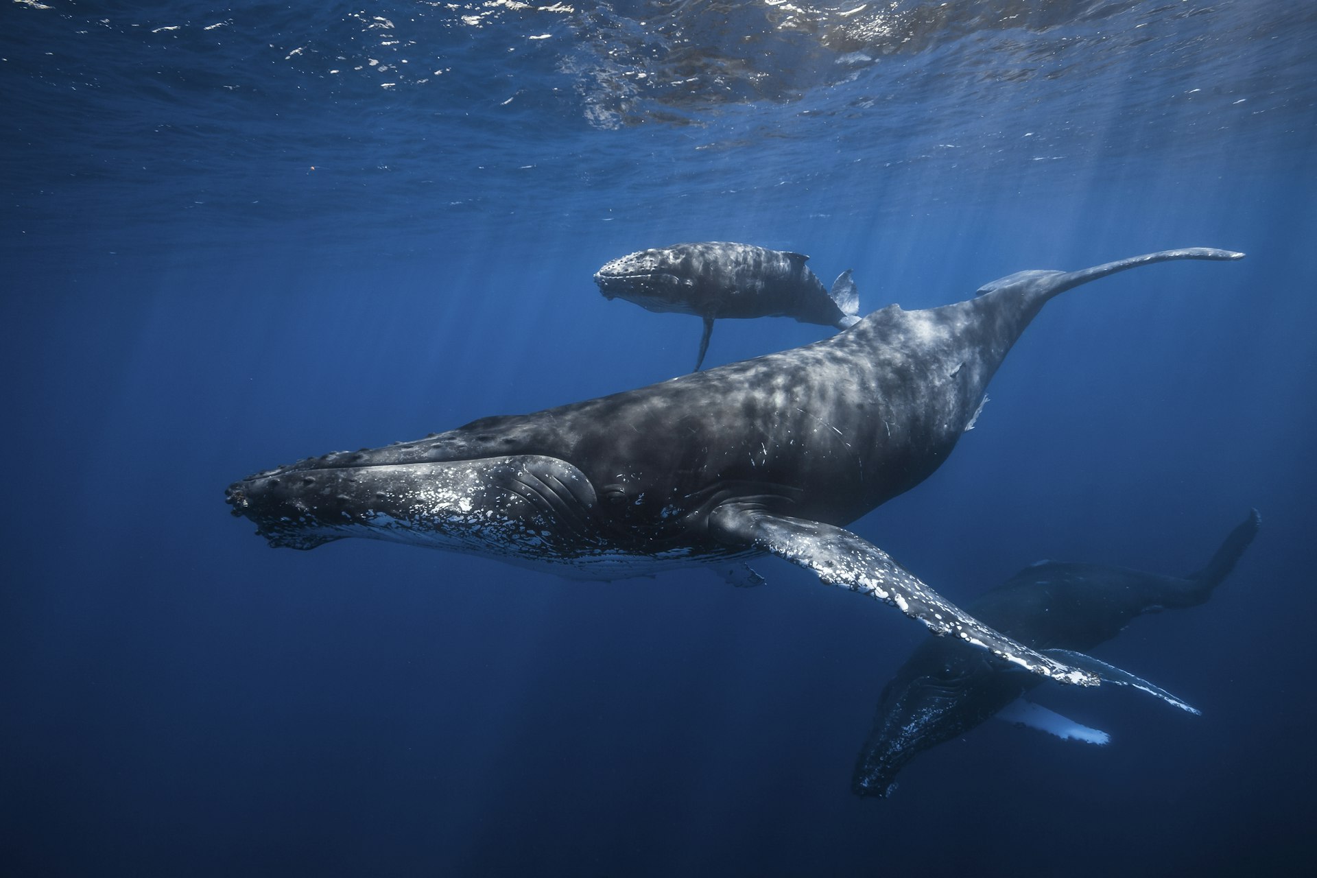 Mother and baby Humpback whale