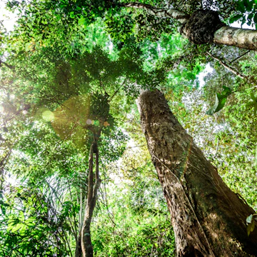 The Amazon rainforest, Brazil