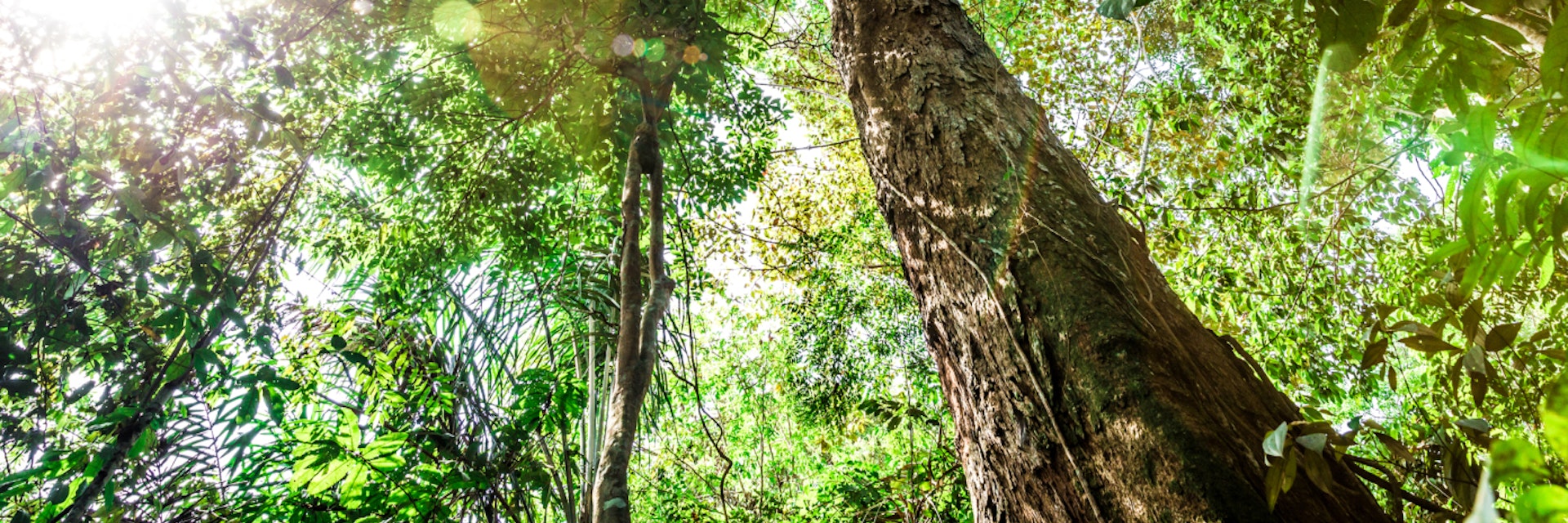 The Amazon rainforest, Brazil