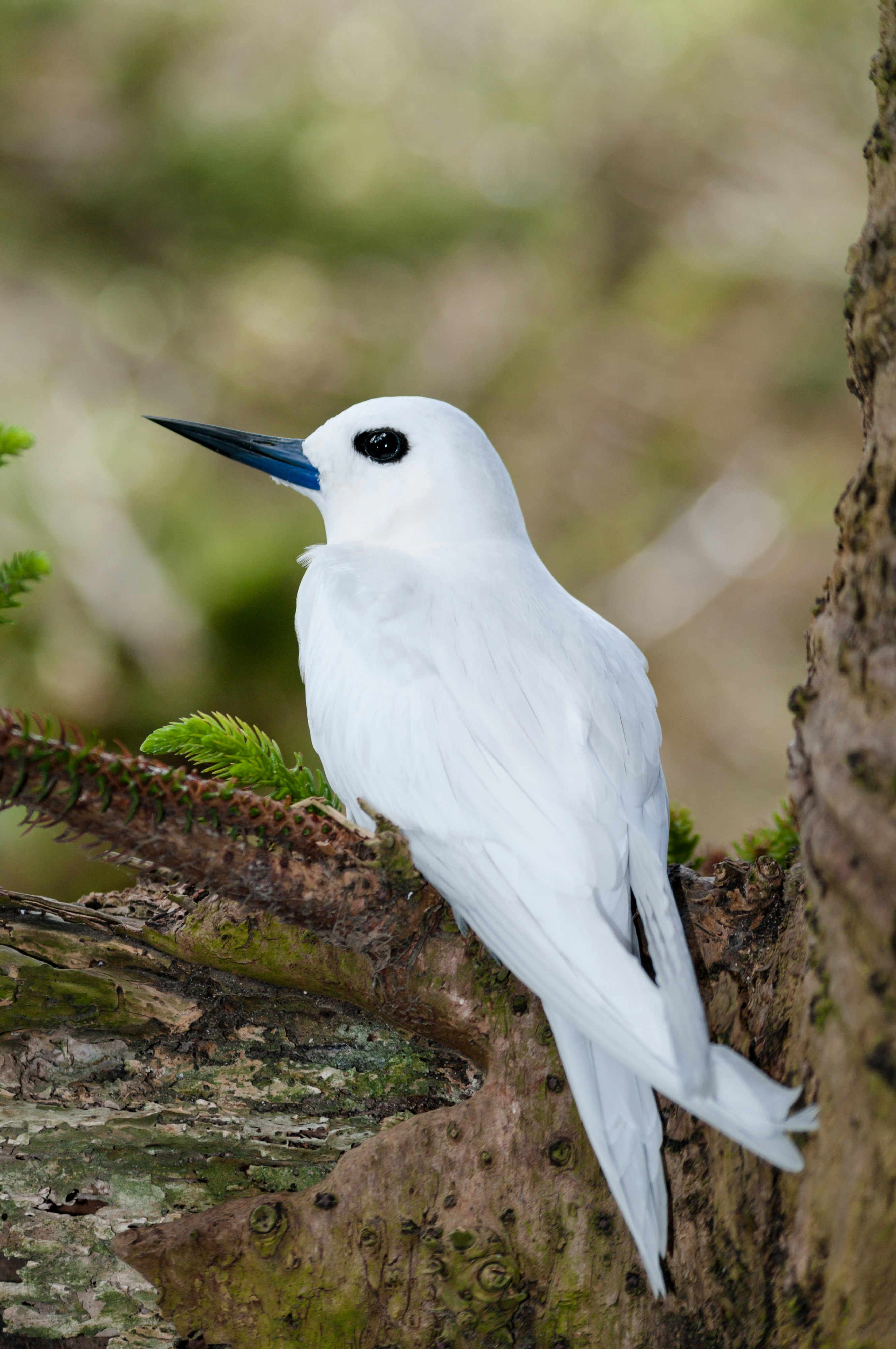 A beautiful White Tern (Gygis alba) sits on an egg in a notch in the branch of a Norfolk Island Pine tree behind Lagoon Beach on Lord Howe Island, Australia. These birds build no nest, but lay their eggs on bare branches.