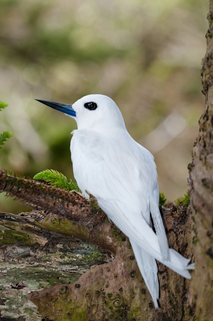 A beautiful White Tern (Gygis alba) sits on an egg in a notch in the branch of a Norfolk Island Pine tree behind Lagoon Beach on Lord Howe Island, Australia. These birds build no nest, but lay their eggs on bare branches.