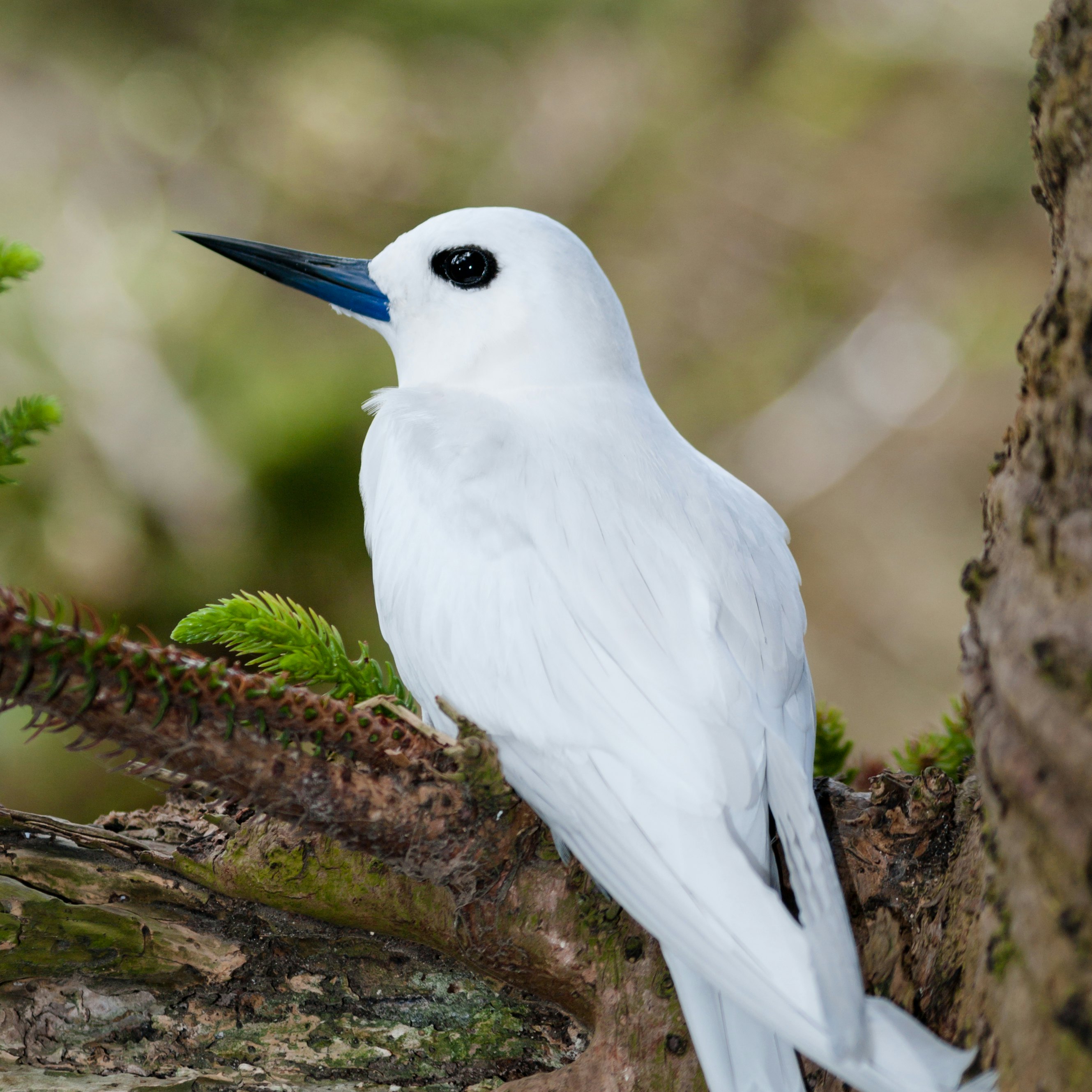 A beautiful White Tern (Gygis alba) sits on an egg in a notch in the branch of a Norfolk Island Pine tree behind Lagoon Beach on Lord Howe Island, Australia. These birds build no nest, but lay their eggs on bare branches.