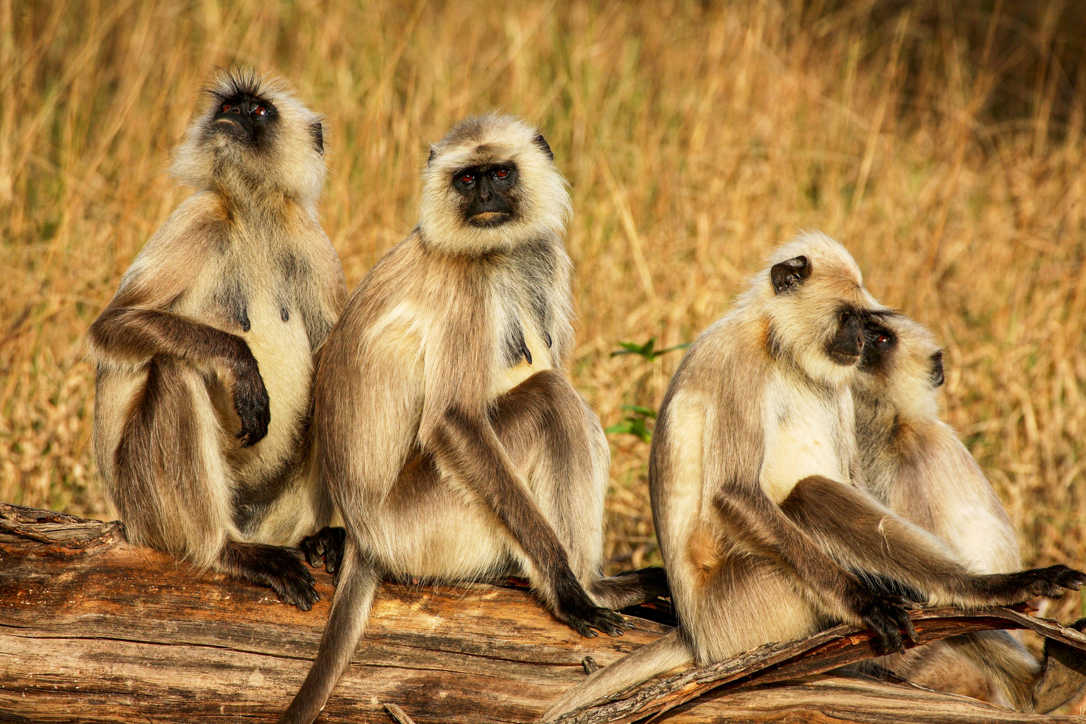 Kanha National Park, Madhya Pradesh, India, Asia, Indian Sub-Continent