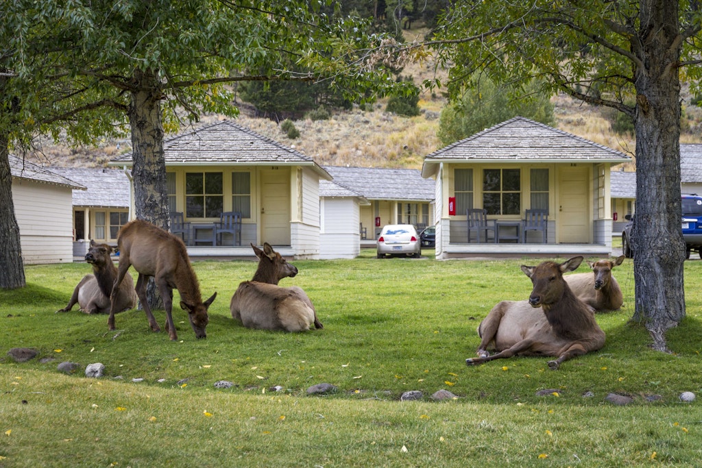 The complete guide to Yellowstone National Park - Lonely Planet