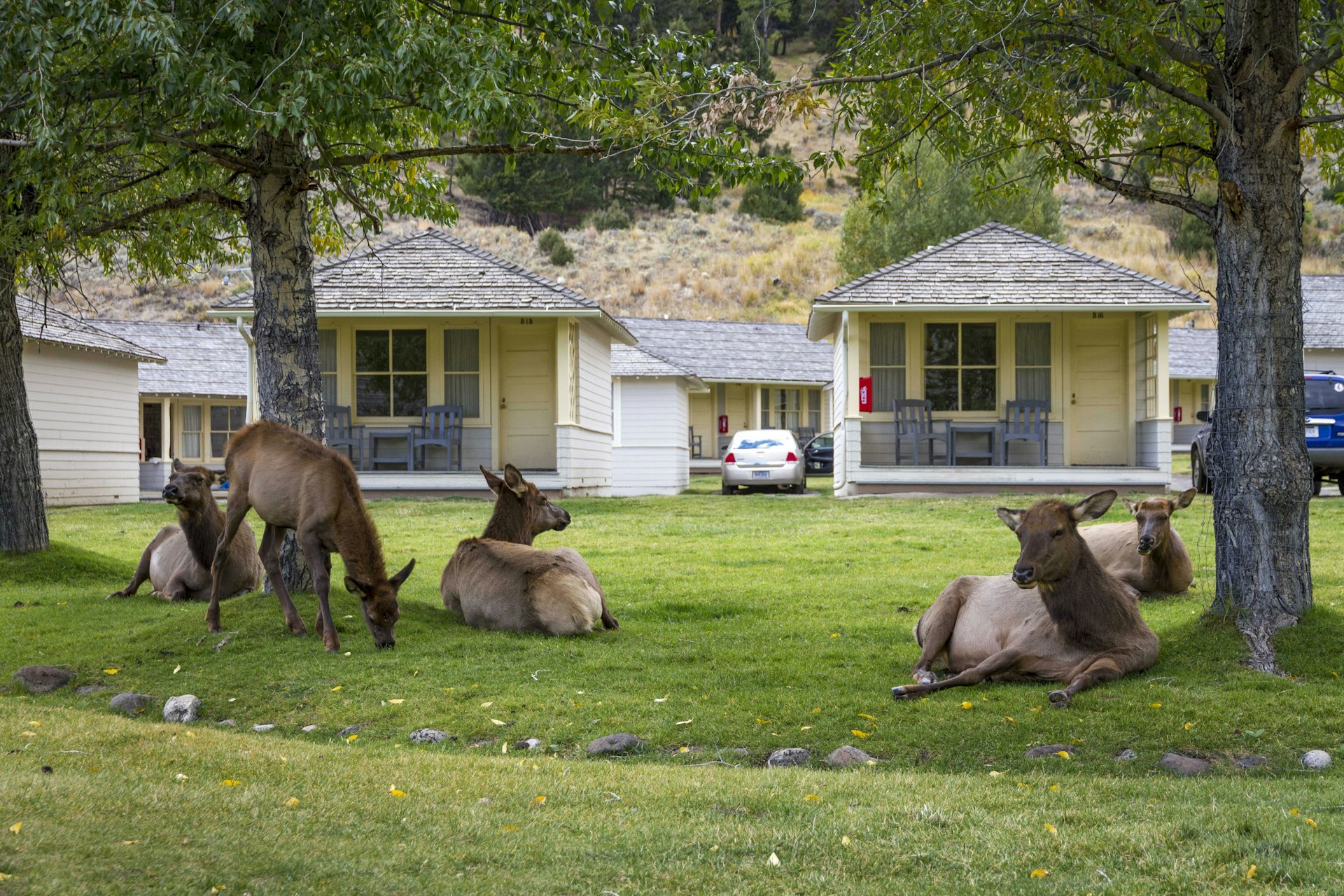 Elk roam streets, Mammoth, Yellowstone National Park, USA - 25 Sep 2016