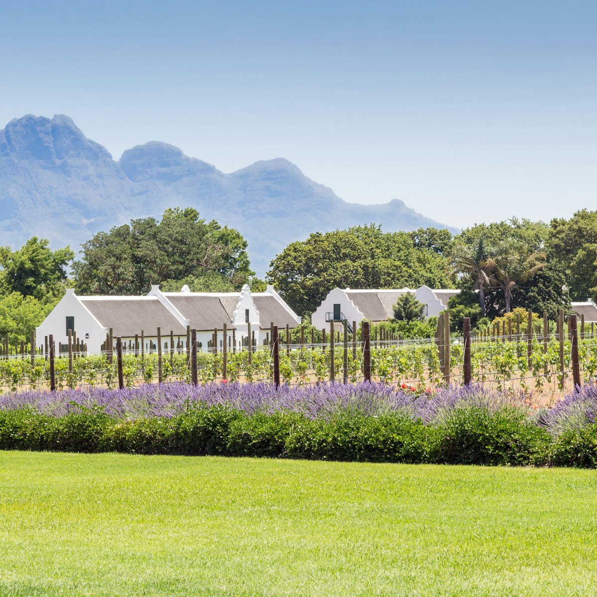 Wine farm in Franschhoek, Western Cape South Africa - Image of La Motte wine estate with young grape vines, roses and lavender plants