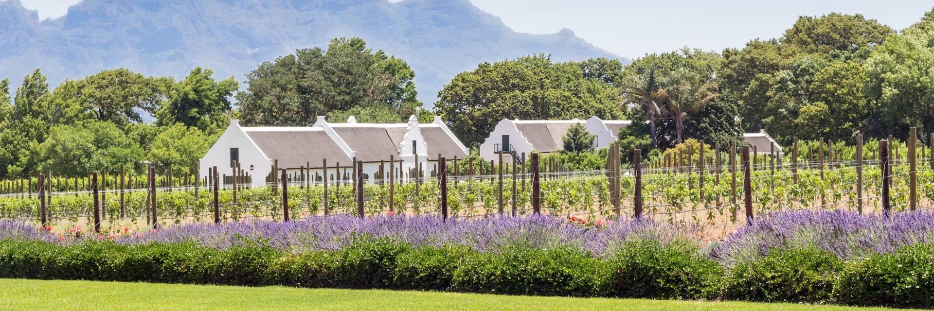 Wine farm in Franschhoek, Western Cape South Africa - Image of La Motte wine estate with young grape vines, roses and lavender plants