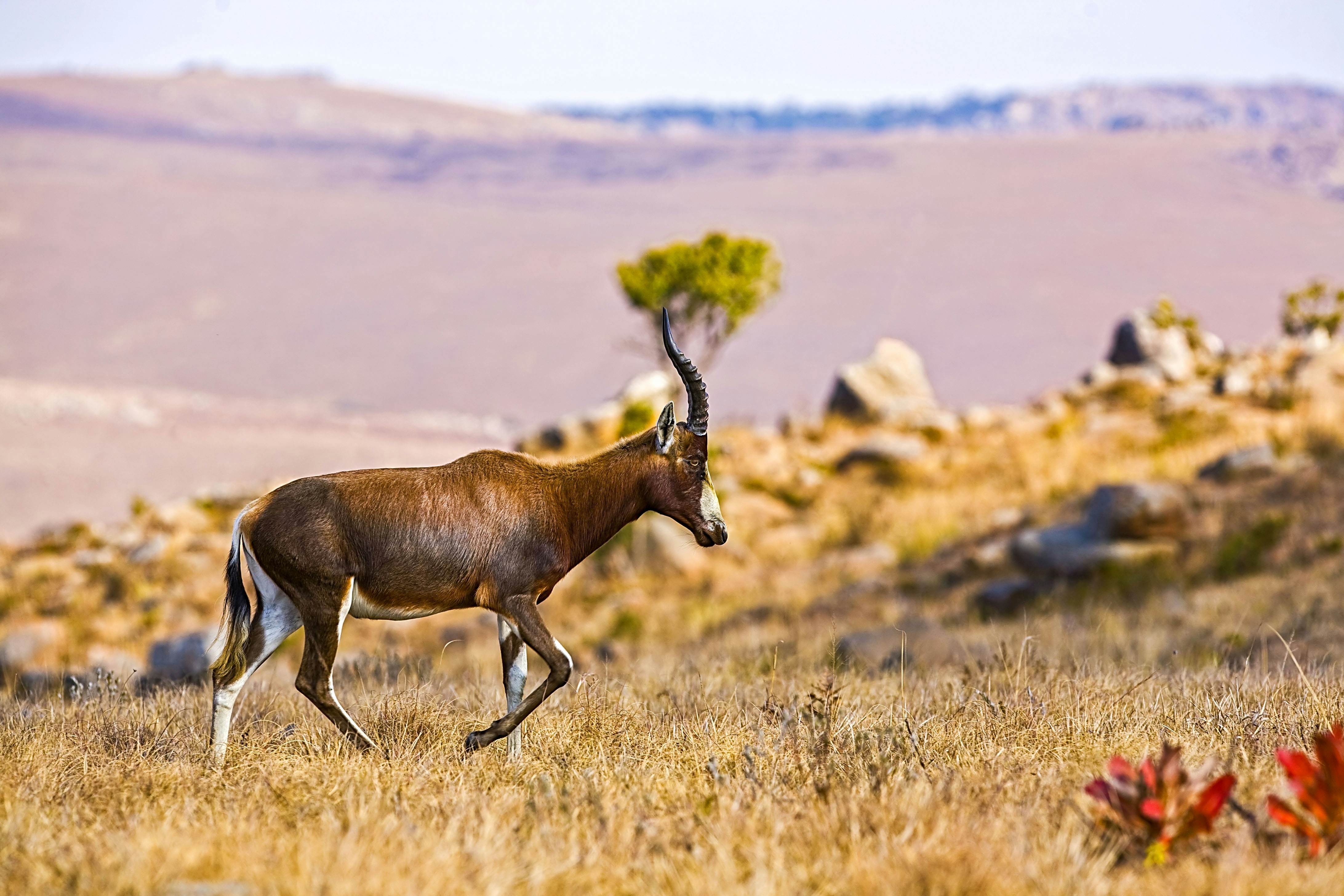 African Blesbok antelope in Swaziland
