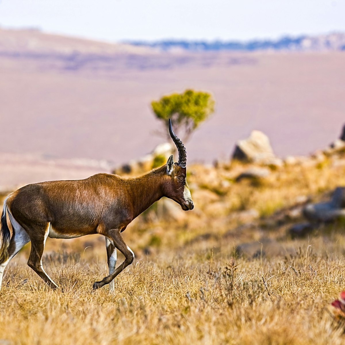 African Blesbok antelope in Swaziland