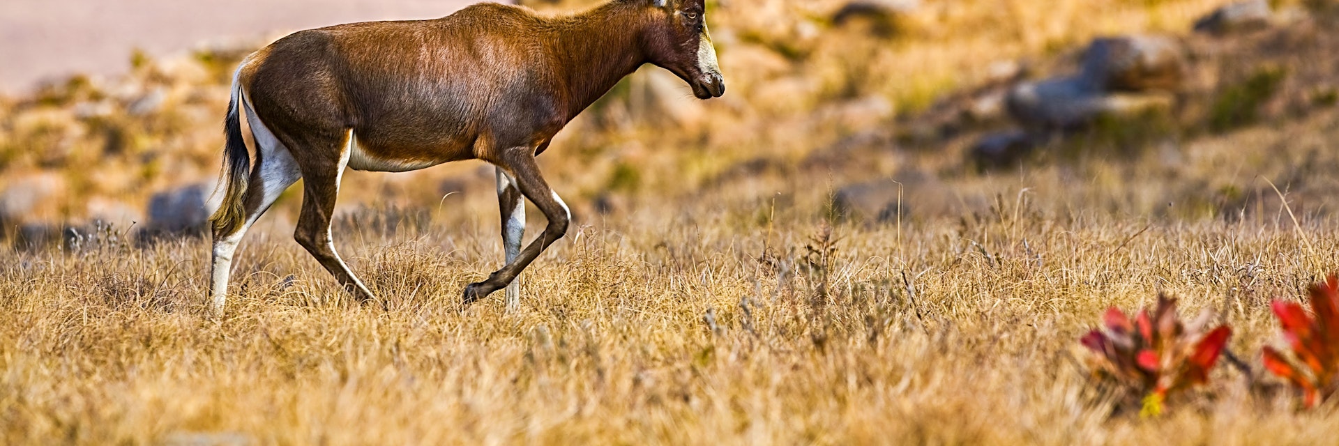 African Blesbok antelope in Swaziland