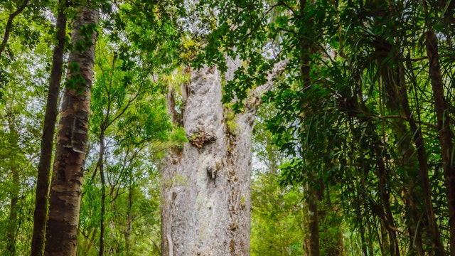 The Te Matua Ngahere (Father of the Forest), a giant kauri (Agathis australis) coniferous tree in the Waipoua Forest of Northland Region, New Zealand