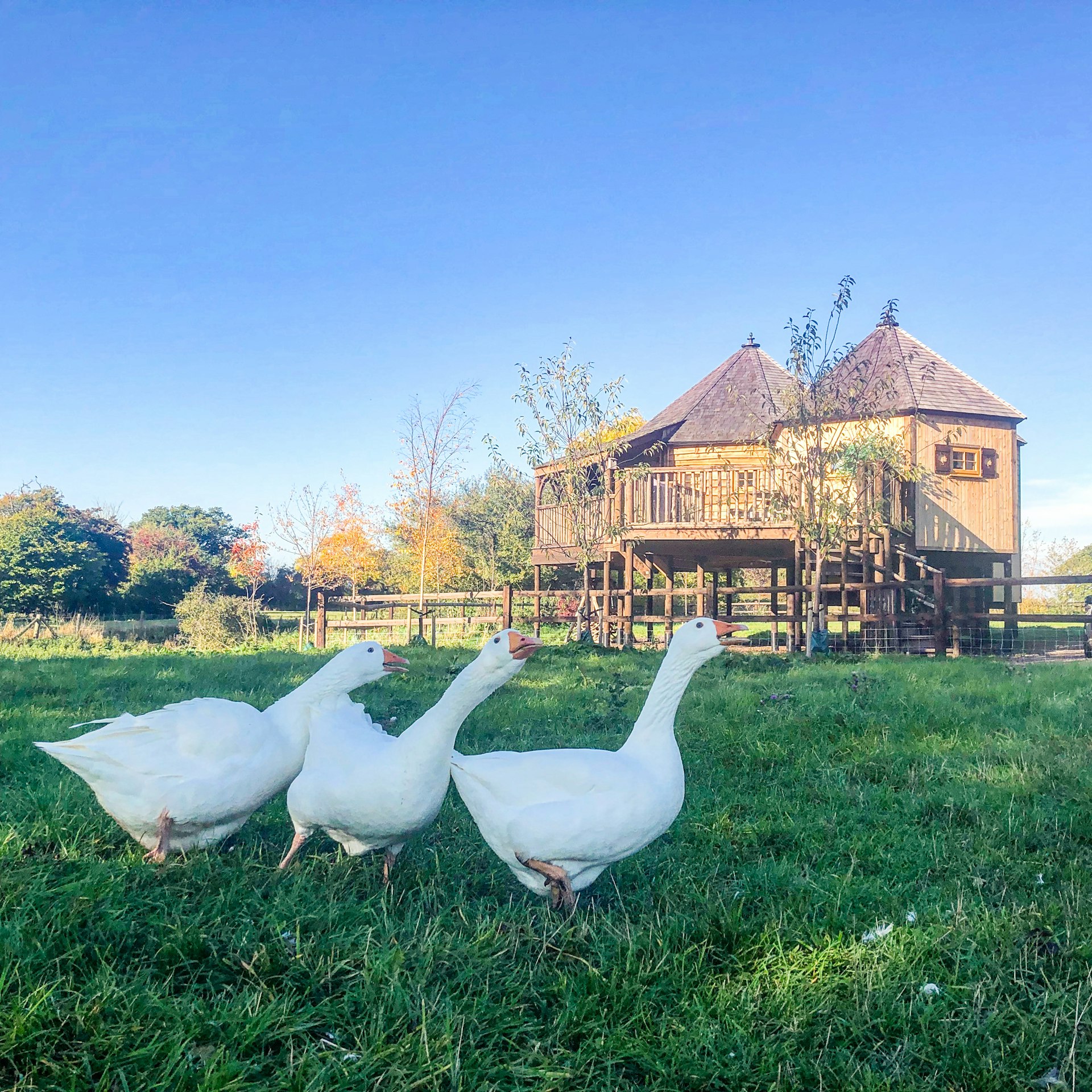 Three white ducks walk in a line across the grass. A large wooden cabin on stilts is in the background