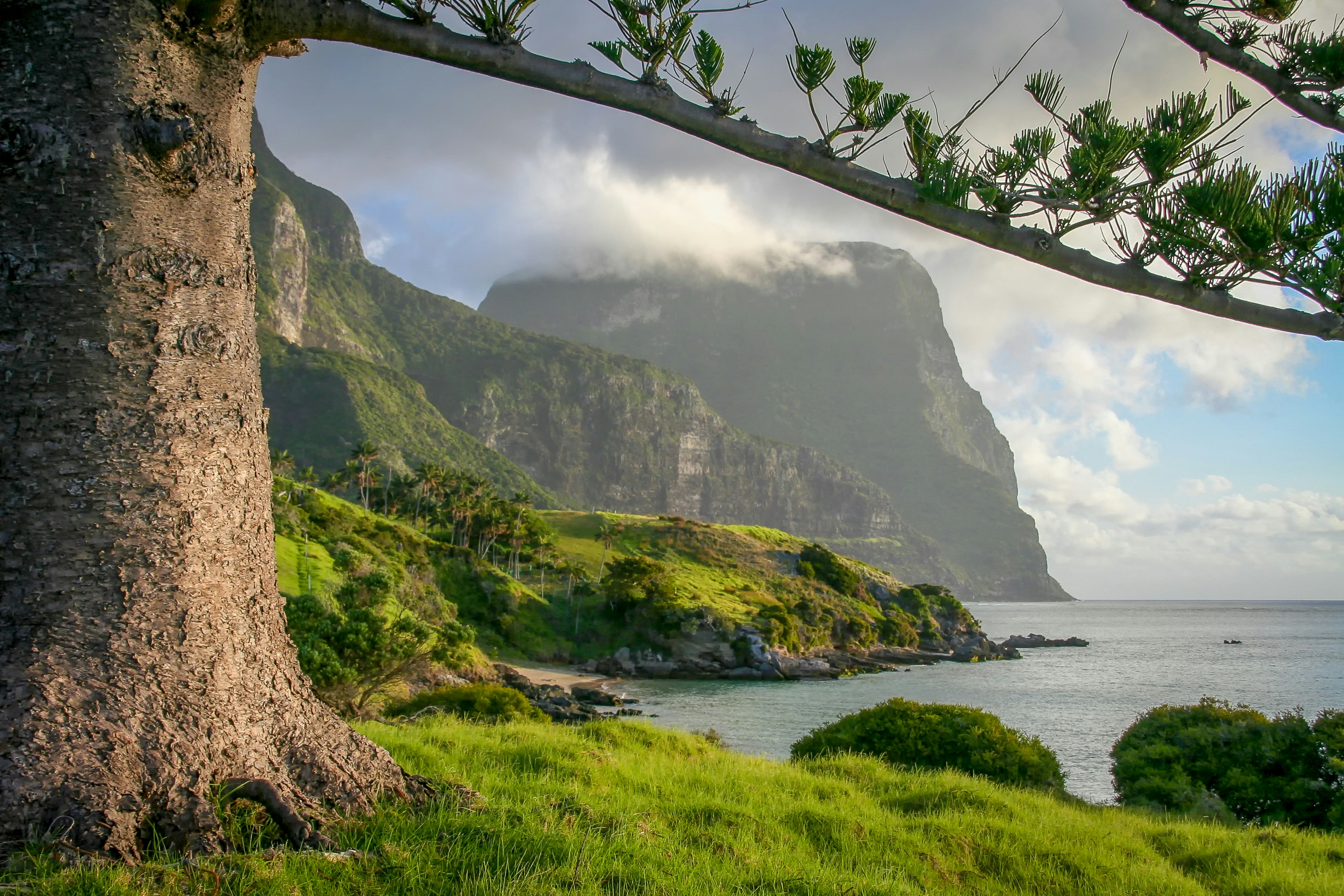 A view of Mt Gower, Lord Howe Island framed by the branches of a Norfolk Pine tree